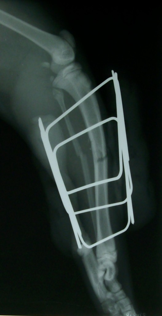 ortopedia1